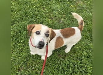 Miro - rüstiger Senior