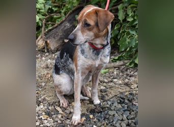 Lilu - dem engen Zwinger entkommen!