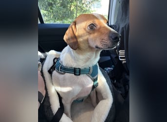 Levi auf der Suche nach einem Zuhause, diesmal für immer!