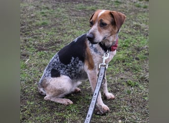 Lilu - dem engen Zwinger entkommen!