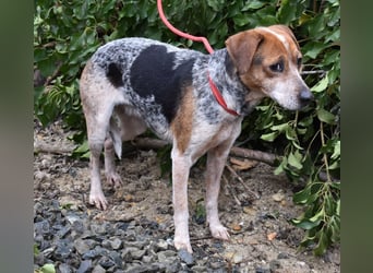 Lilu - dem engen Zwinger entkommen!