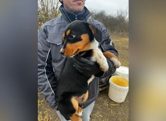 Beagle Mix Lego wünscht sich ein Zuhause