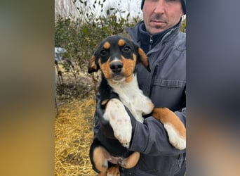 Beagle Mix Lego wünscht sich ein Zuhause