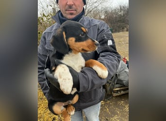 Beagle Mix Lego wünscht sich ein Zuhause