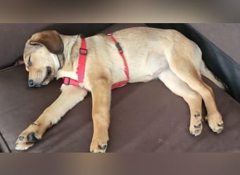 Beagle Mix Lexi freut sich auf Deinen Besuch