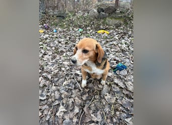 Beagle Mix Oma wünscht sich dringend ein Zuhause
