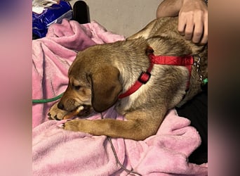 Beagle Mix Lexi freut sich auf Deinen Besuch