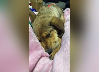 Beagle Mix Lexi freut sich auf Deinen Besuch