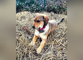 Beagle Mix Lexi freut sich auf Deinen Besuch