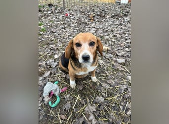 Beagle Mix Oma wünscht sich dringend ein Zuhause