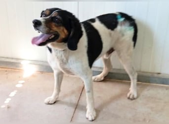 lebenslustiger Beagle-Mix