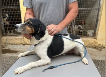 lebenslustiger Beagle-Mix