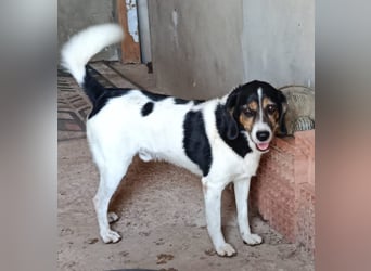lebenslustiger Beagle-Mix