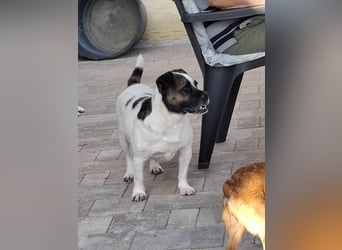 Mona auf PS in Deutschland