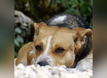 Mushashi ein richtig verschmuster Kerlchen