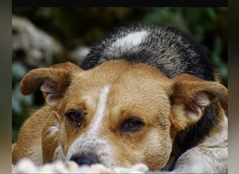 Mushashi ein richtig verschmuster Kerlchen