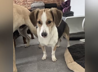 Nena eine besondere Hündin