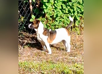 Mona auf PS in Deutschland