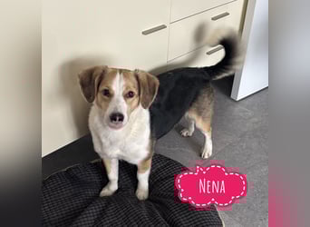 Nena eine besondere Hündin