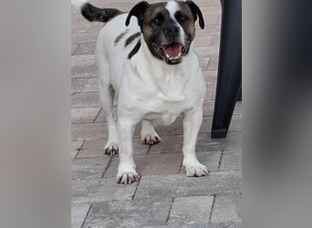 Mona auf PS in Deutschland