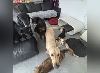 Nena eine besondere Hündin