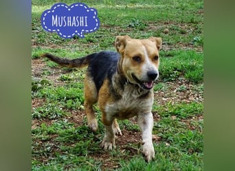 Mushashi ein richtig verschmuster Kerlchen