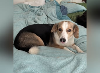 Nena eine besondere Hündin