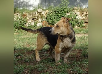 Mushashi ein richtig verschmuster Kerlchen