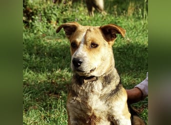 Mushashi ein richtig verschmuster Kerlchen