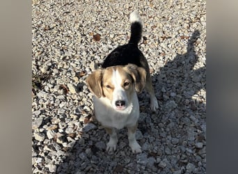 Nena eine besondere Hündin