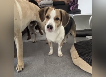 Nena eine besondere Hündin