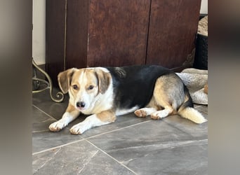 Nena eine besondere Hündin