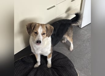 Nena eine besondere Hündin