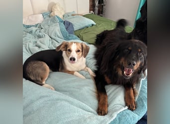 Nena eine besondere Hündin