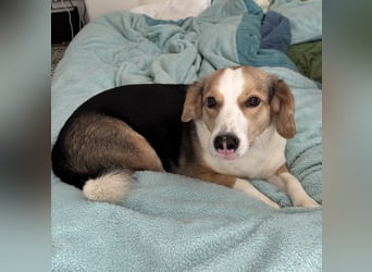 Nena eine besondere Hündin