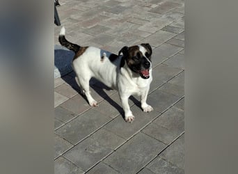 Mona auf PS in Deutschland