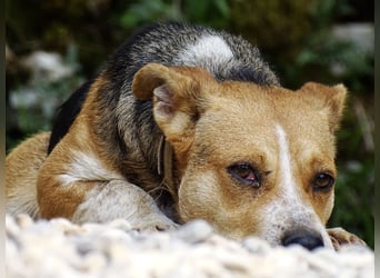 Mushashi ein richtig verschmuster Kerlchen