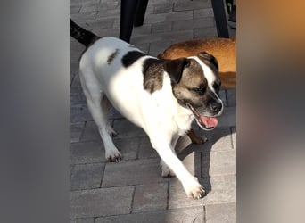 Mona auf PS in Deutschland