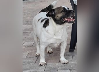 Mona auf PS in Deutschland