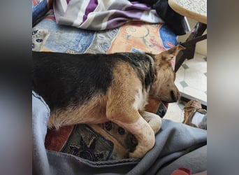 Mushashi ein richtig verschmuster Kerlchen