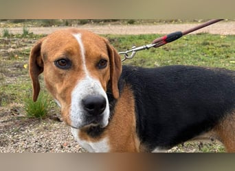 FRIDA-NOTFALL! Sanft, sensibel, auf der Suche nach liebevollem Zuhause