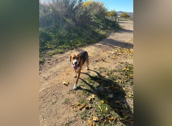 FRIDA-NOTFALL! Sanft, sensibel, auf der Suche nach liebevollem Zuhause