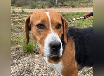 FRIDA-NOTFALL! Sanft, sensibel, auf der Suche nach liebevollem Zuhause