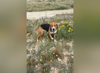 FRIDA-NOTFALL! Sanft, sensibel, auf der Suche nach liebevollem Zuhause