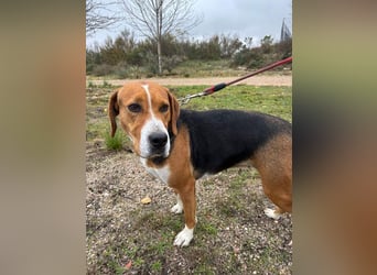 FRIDA-NOTFALL! Sanft, sensibel, auf der Suche nach liebevollem Zuhause