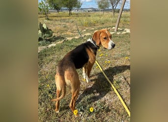 FRIDA-NOTFALL! Sanft, sensibel, auf der Suche nach liebevollem Zuhause