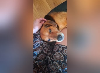 Rocky, Beagle-Mischling, Rüde, ca. 10 Jahre, ca. 40 cm