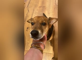 Rocky, Beagle-Mischling, Rüde, ca. 10 Jahre, ca. 40 cm