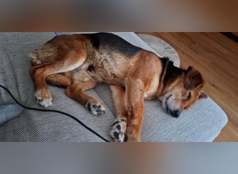 Rocky, Beagle-Mischling, Rüde, ca. 10 Jahre, ca. 40 cm