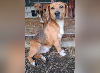 Vandor, Beagle-Mix, Rüde, geb.  am 01.06.2020, 44 cm, 14 kg